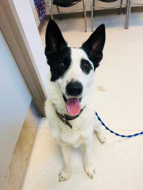 Enlarge Kyle (Oliver), a Adoptable mixed breed in Kenai, AK image 1/1