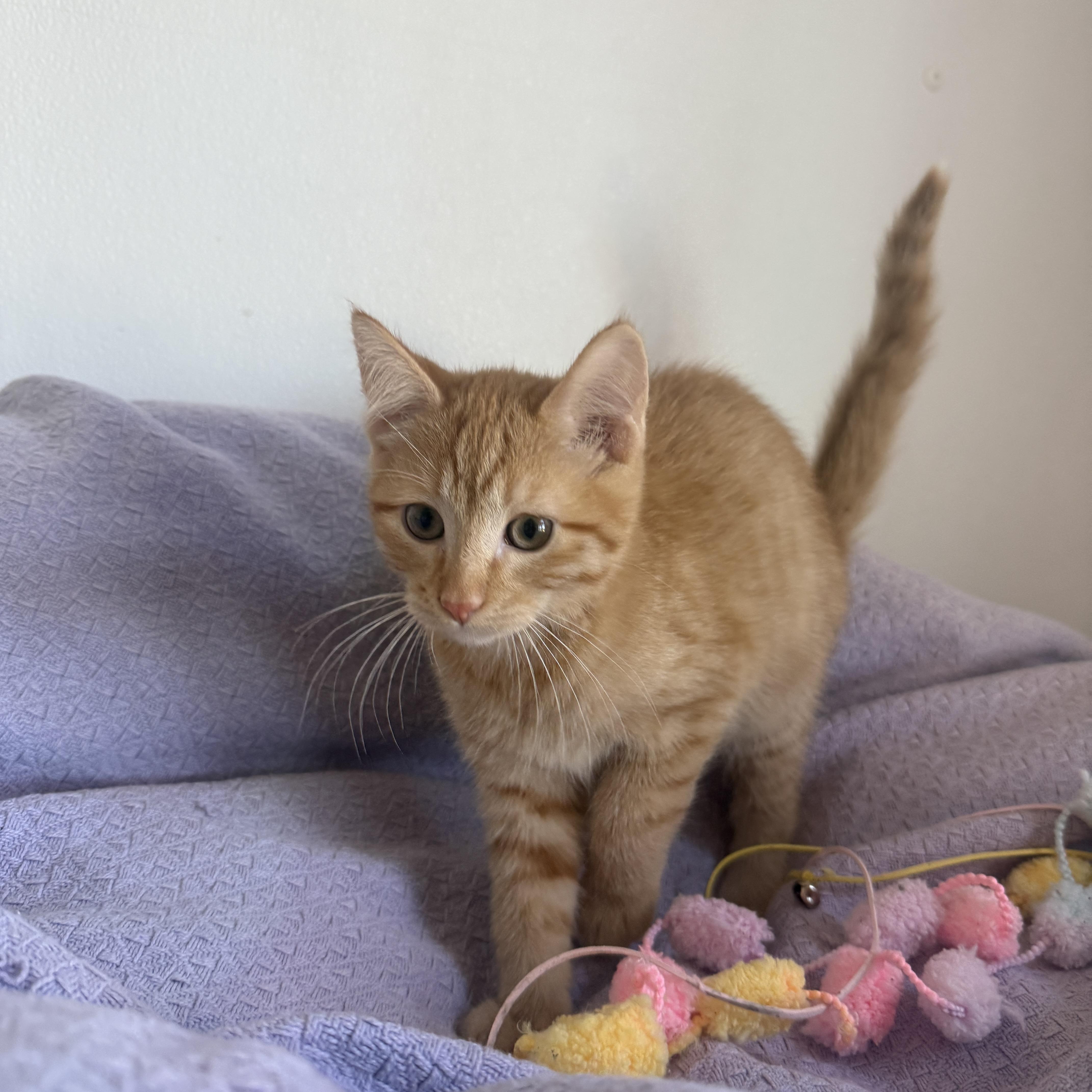 Enlarge Carmel, a Adoptable Domestic Short Hair in Auburn, NE image 3/6