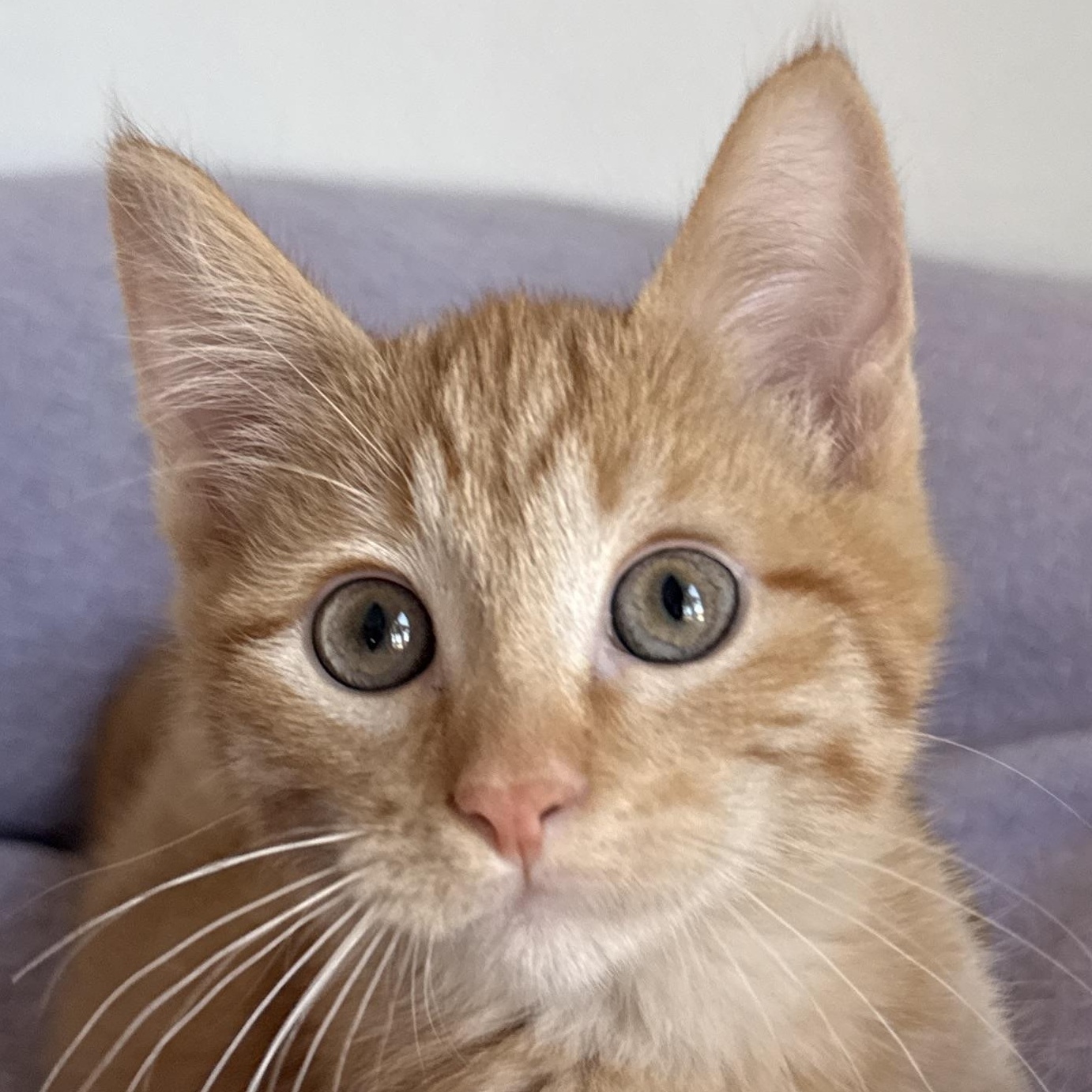 Enlarge Carmel, a Adoptable Domestic Short Hair in Auburn, NE image 1/6