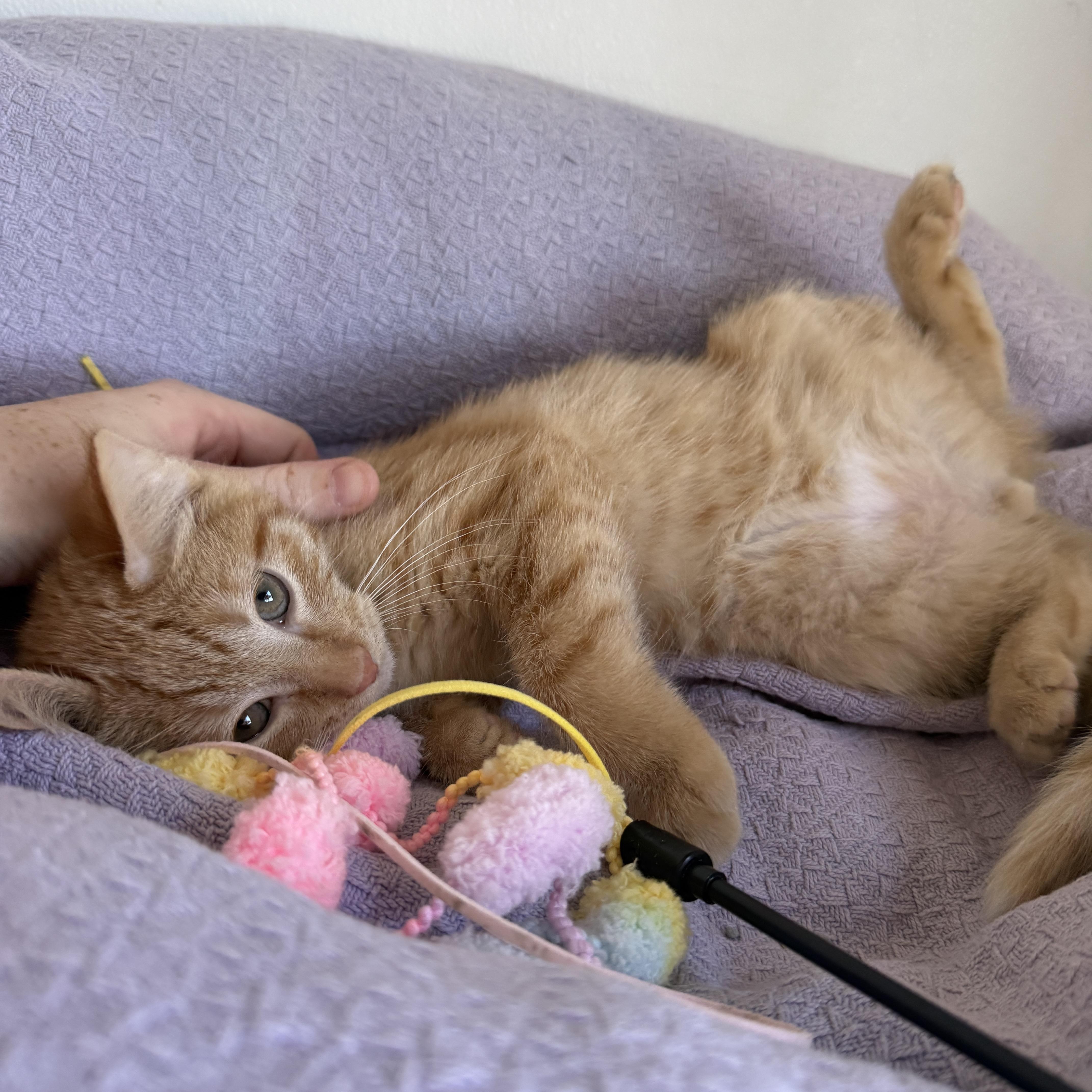 Enlarge Carmel, a Adoptable Domestic Short Hair in Auburn, NE image 5/6