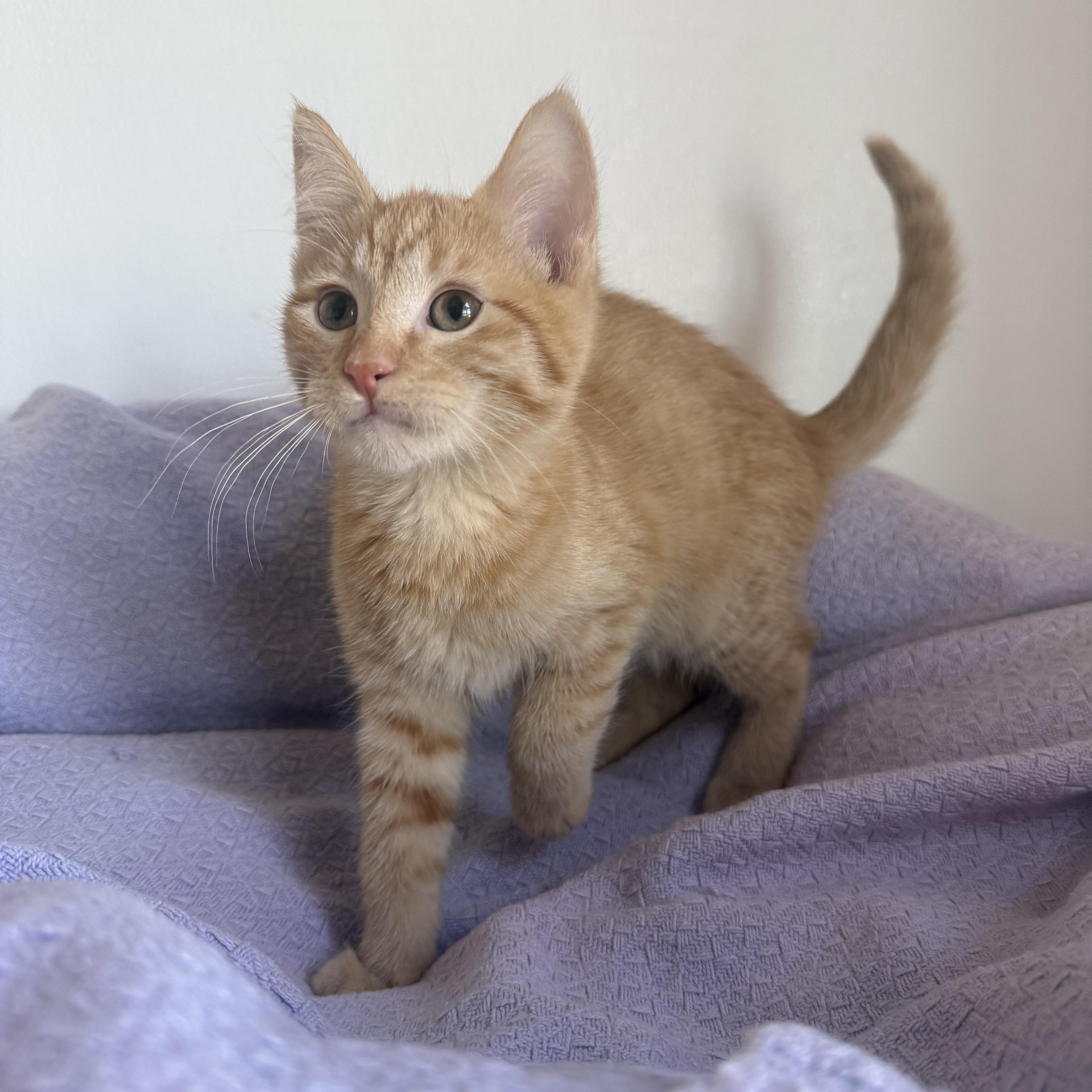Enlarge Carmel, a Adoptable Domestic Short Hair in Auburn, NE image 4/6