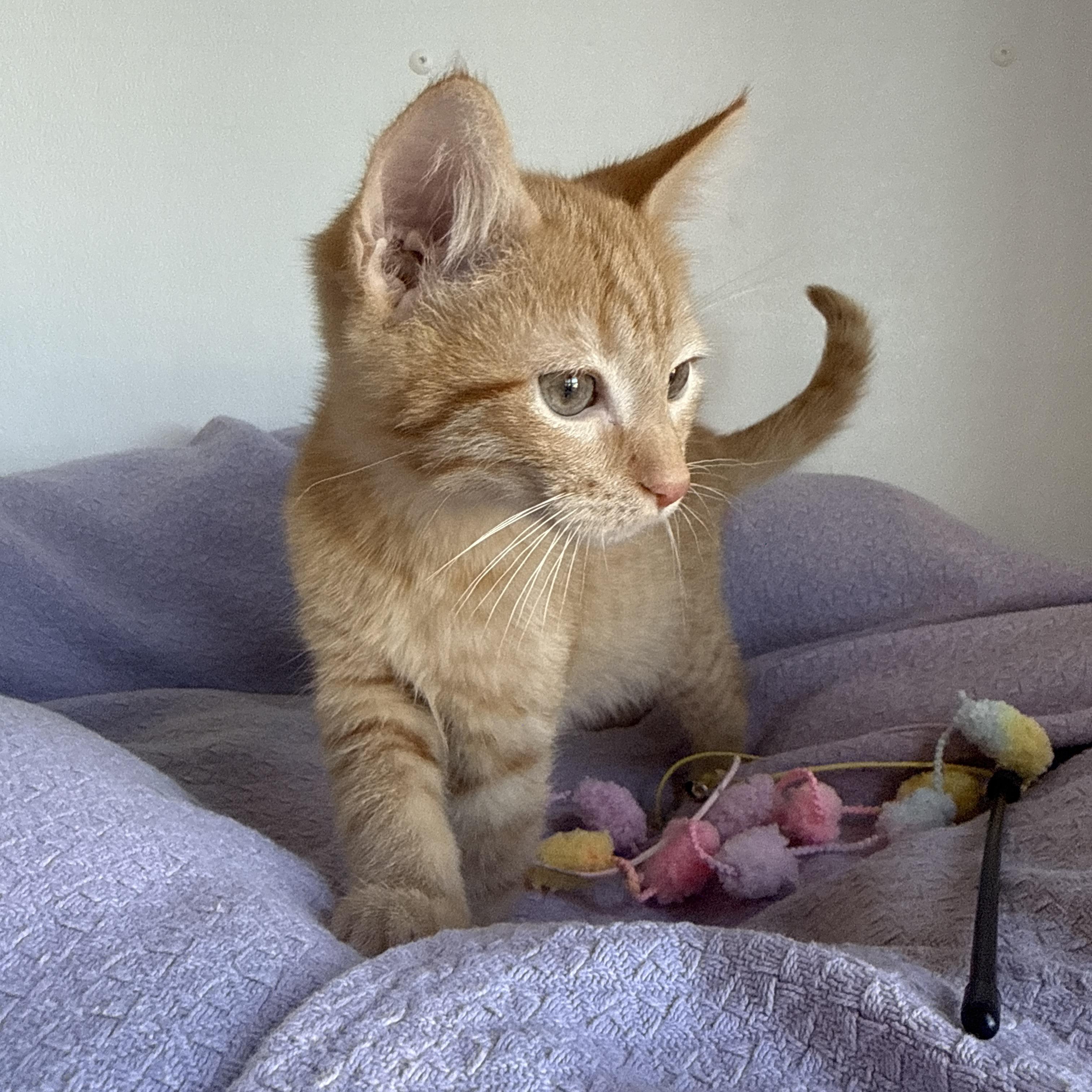 Enlarge Carmel, a Adoptable Domestic Short Hair in Auburn, NE image 2/6