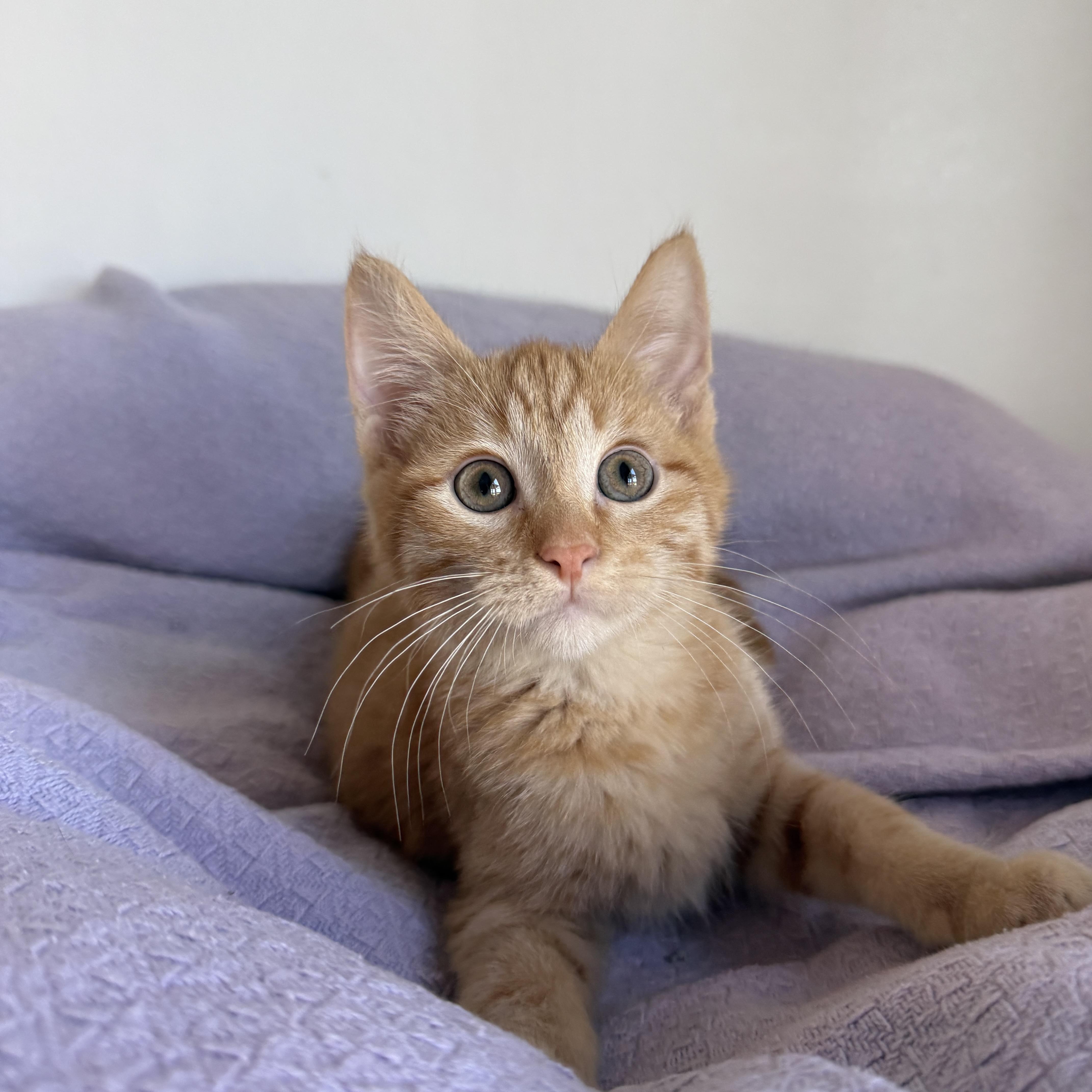 Enlarge Carmel, a Adoptable Domestic Short Hair in Auburn, NE image 6/6