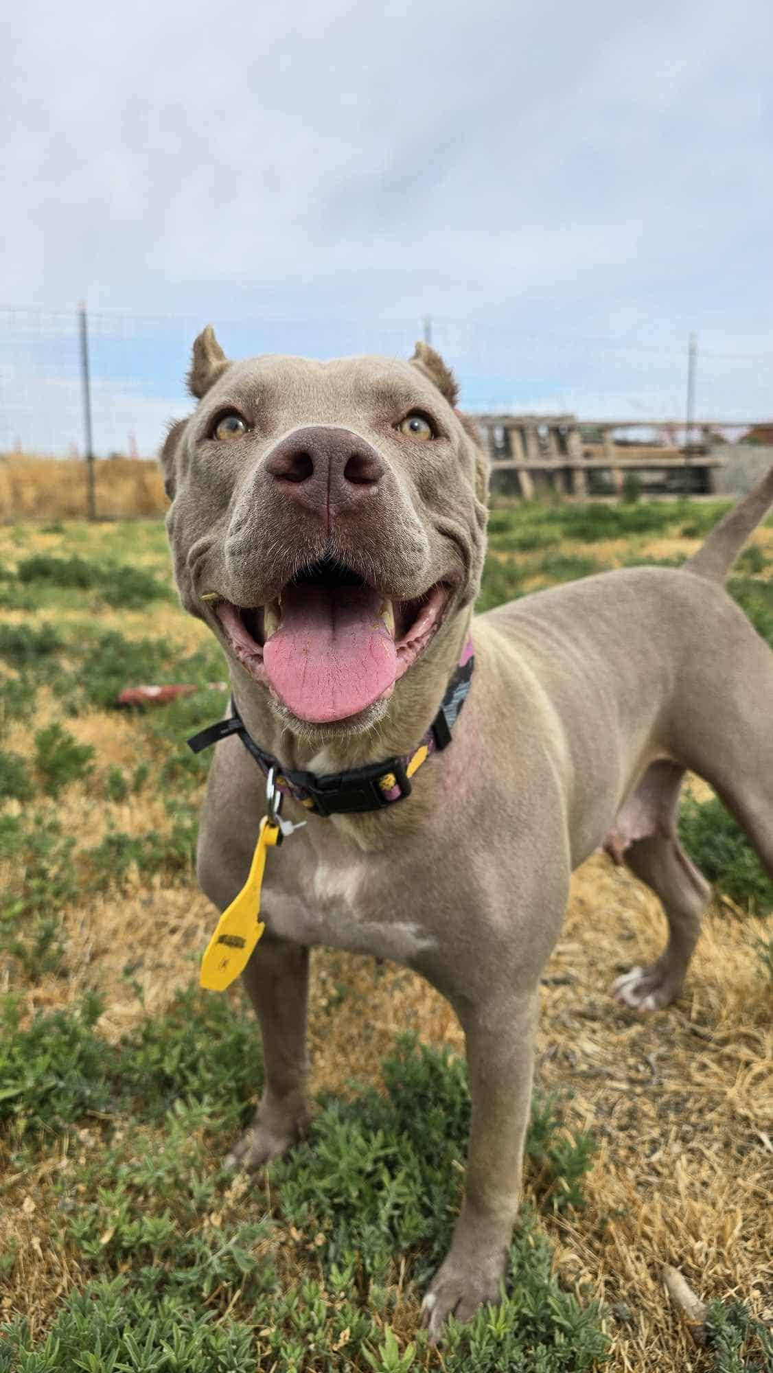 Enlarge Willow: Ridge Dog Graduate from Local Prison Training Program, a ADOPTABLE Pit Bull Terrier in Othello, WA image 3/3