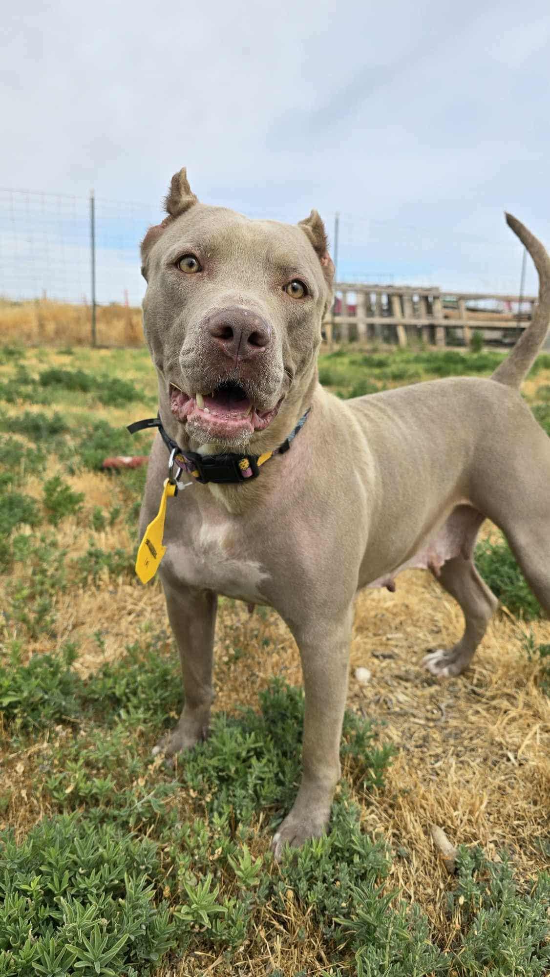 Willow: Ridge Dog Graduate from Local Prison Training Program, ADOPTABLE, Adult Female Pit Bull Terrier.