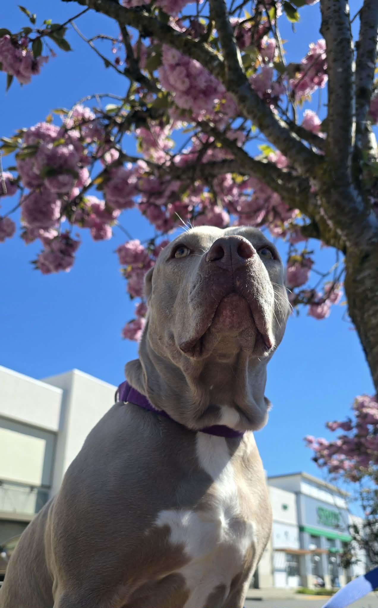Enlarge Willow: Ridge Dog Graduate from Local Prison Training Program, a ADOPTABLE Pit Bull Terrier in Othello, WA image 2/3