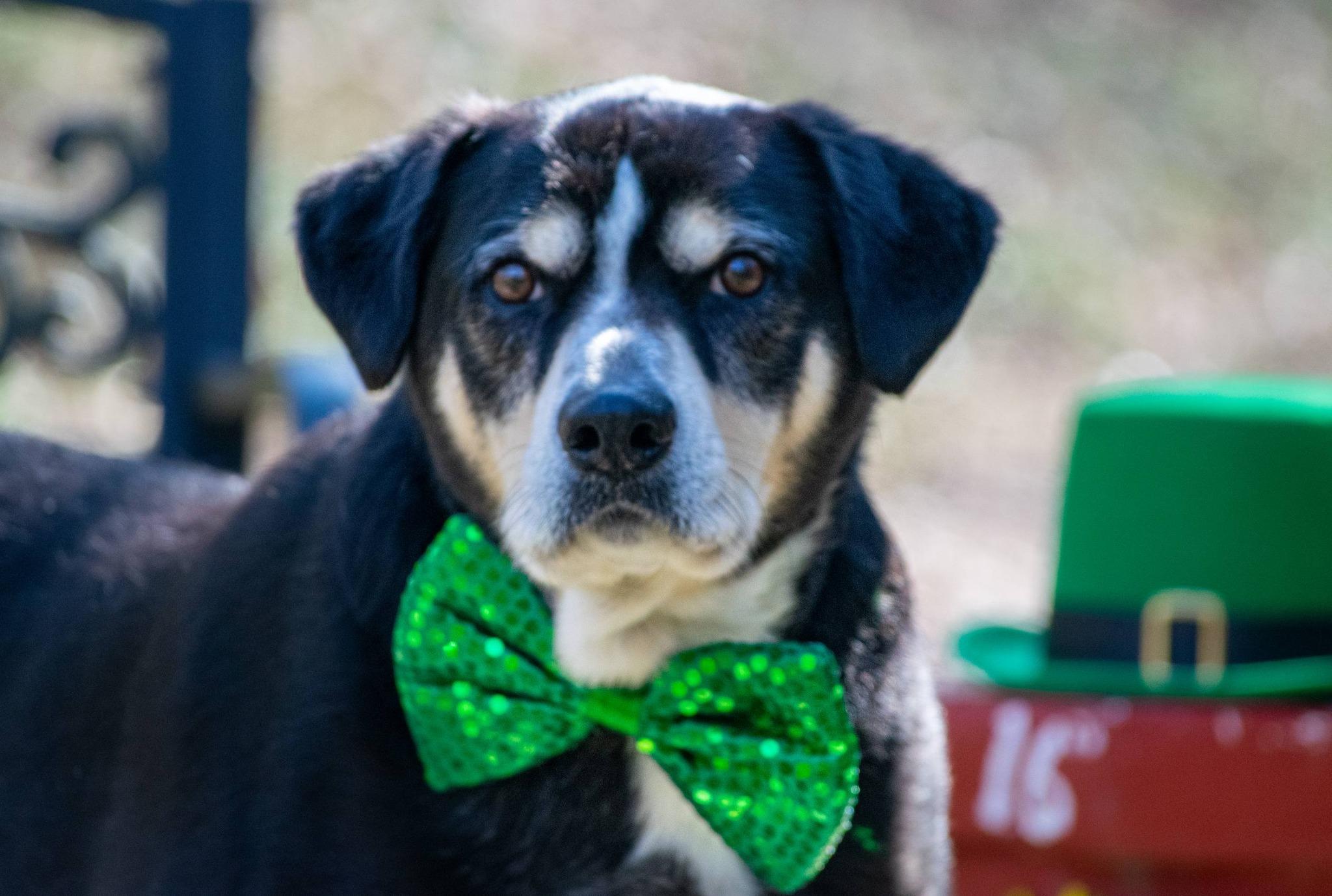St Patrick, a ADOPTABLE mixed breed in Sevierville, TN image 3/3