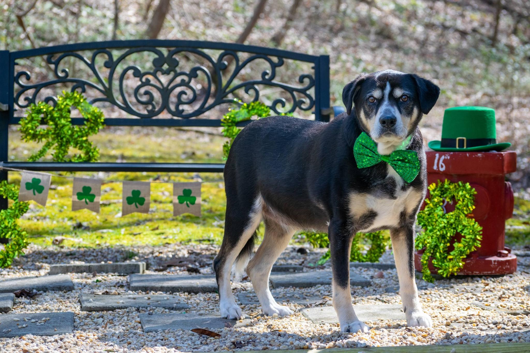 St Patrick, a ADOPTABLE mixed breed in Sevierville, TN image 2/3