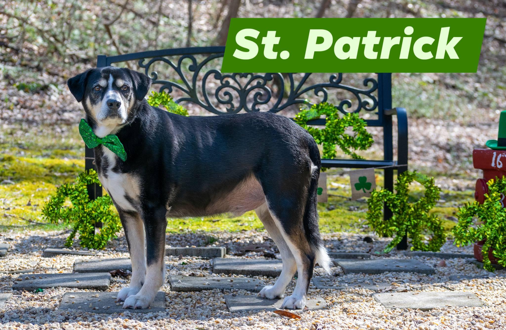 St Patrick, ADOPTABLE, Adult Male Australian Shepherd & Shepherd.