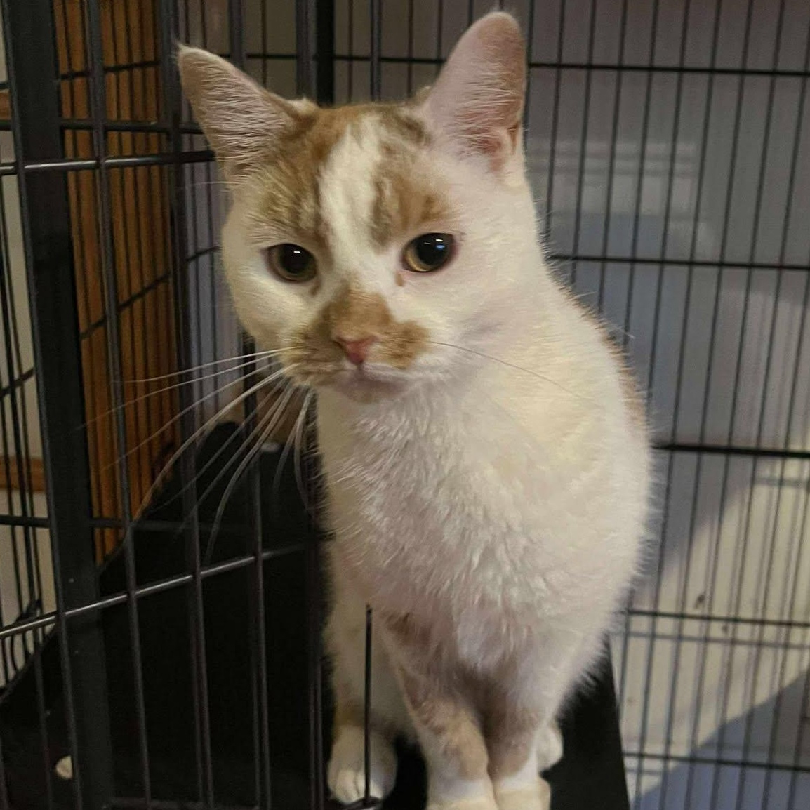 Leena (tiny!), a Adoptable Domestic Short Hair in Huntington, NY image 1/5