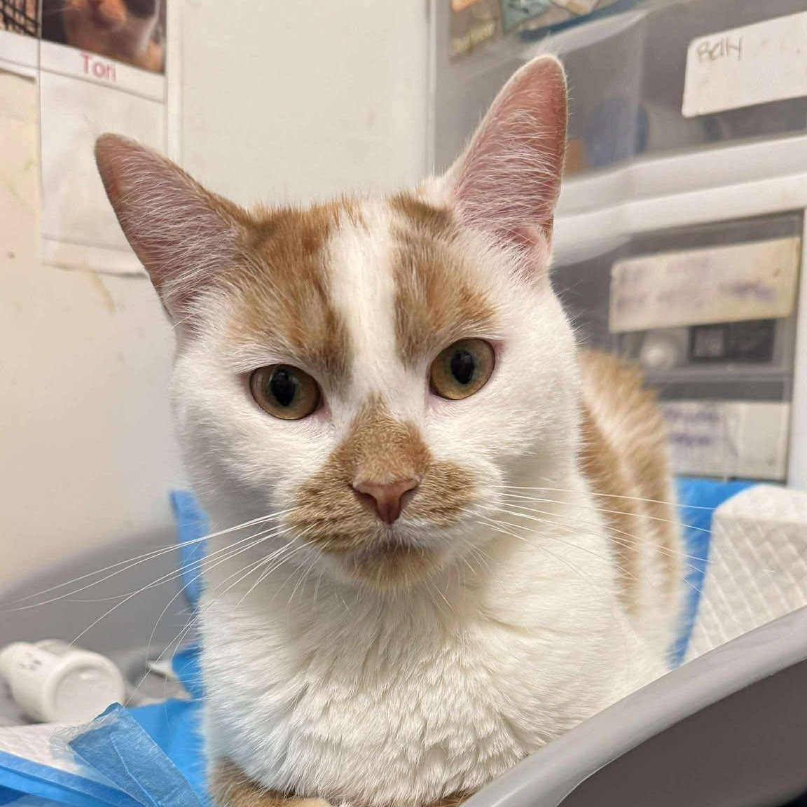 Enlarge Leena (tiny!), a Adoptable Domestic Short Hair in Huntington, NY image 3/3