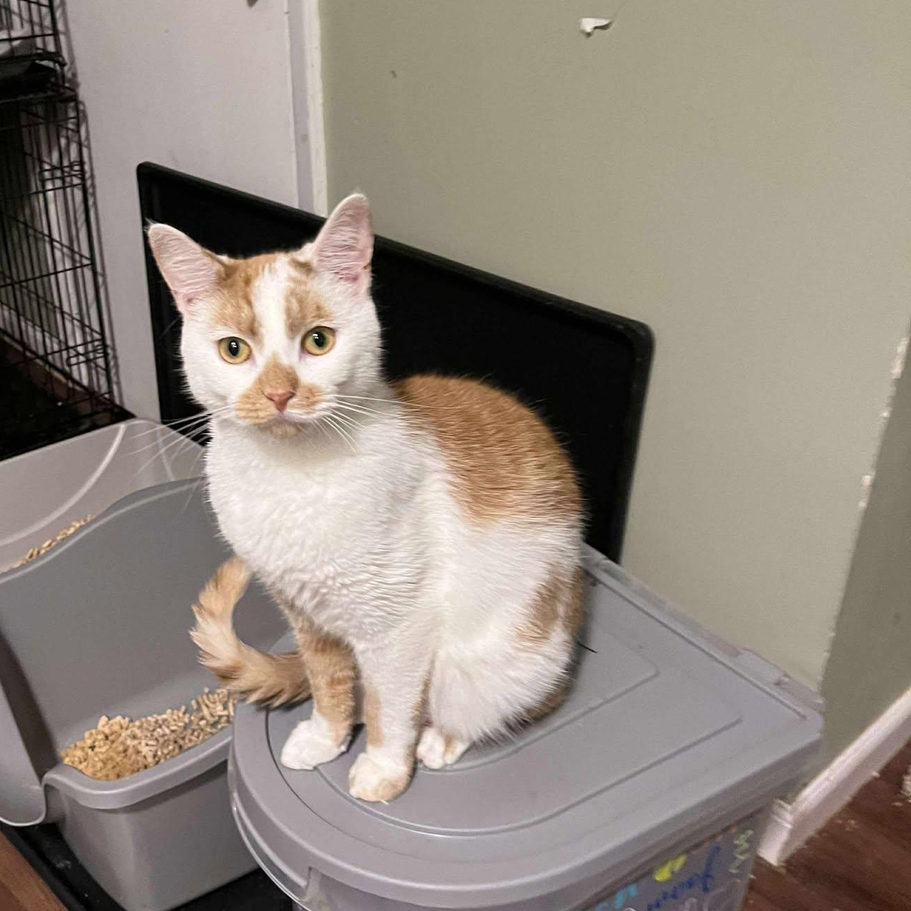 Enlarge Leena (tiny!), a Adoptable Domestic Short Hair in Huntington, NY image 2/3