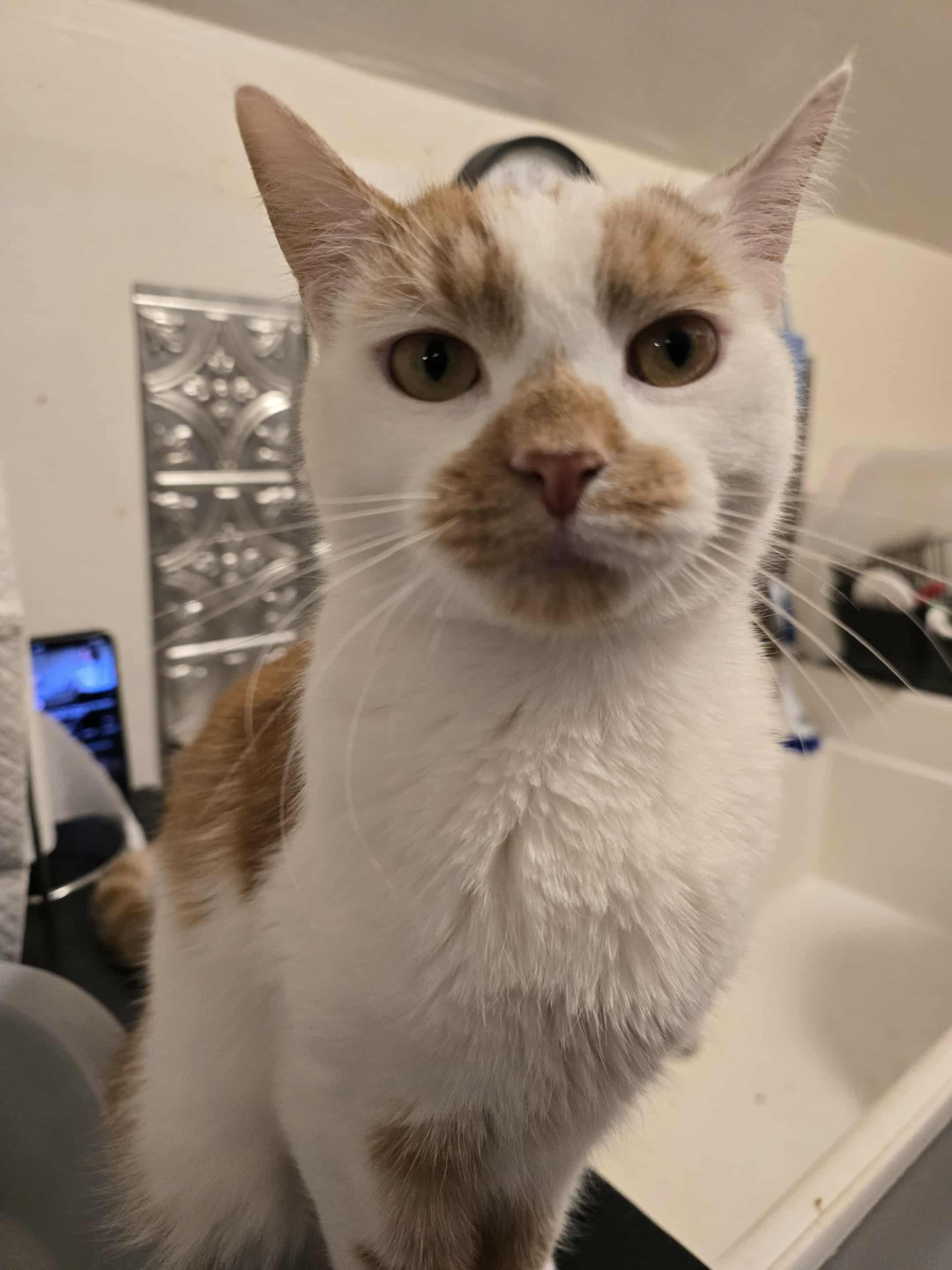 Leena (tiny!), Adoptable, Adult Female Domestic Short Hair.