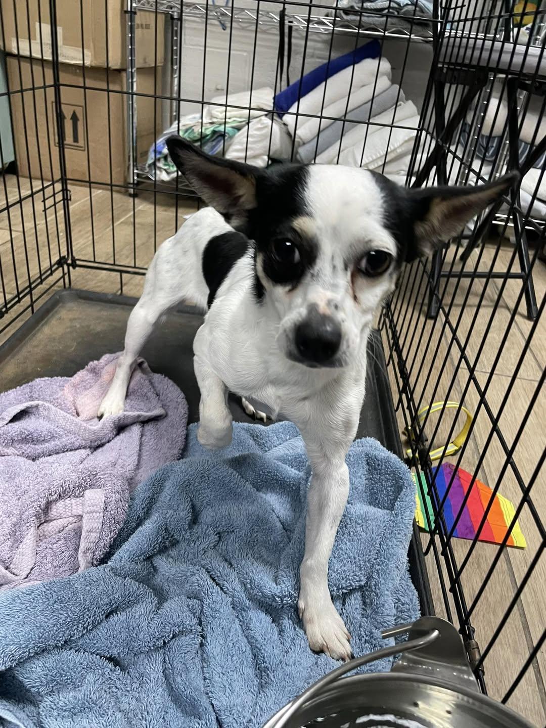 Panda, Adoptable, Young Female Chihuahua.