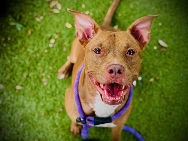 BOCA, Adoptable, Adult Male Pit Bull Terrier & Mixed Breed.