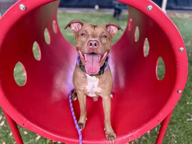 BOCA, Adoptable, Adult Male Pit Bull Terrier & Mixed Breed.