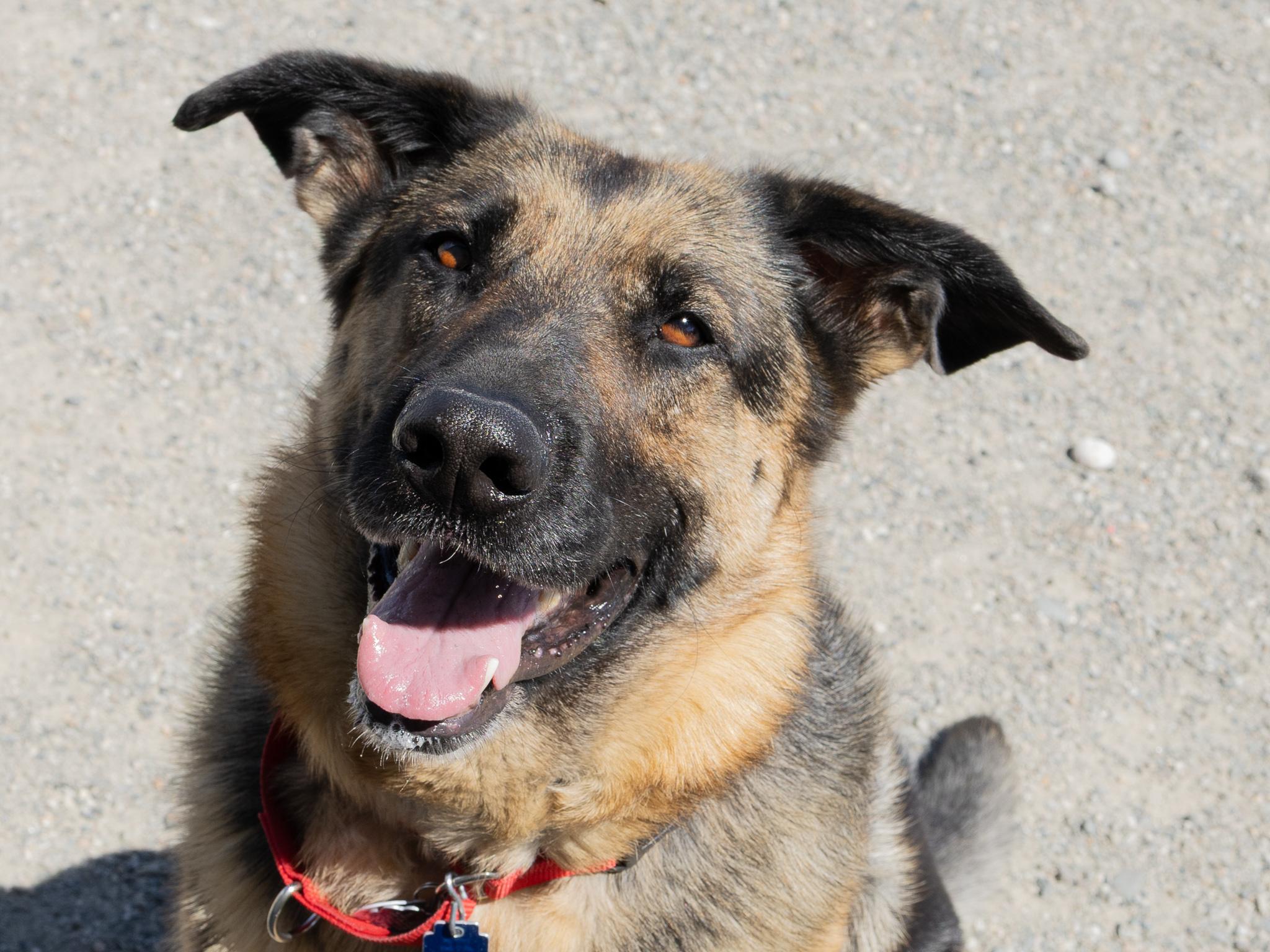Jackie, ADOPTABLE, Adult Female German Shepherd Dog.