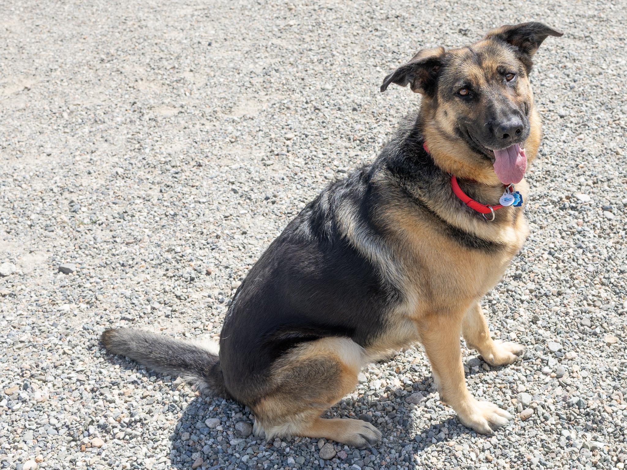 Jackie, a ADOPTABLE German Shepherd Dog in Republic, WA image 2/6