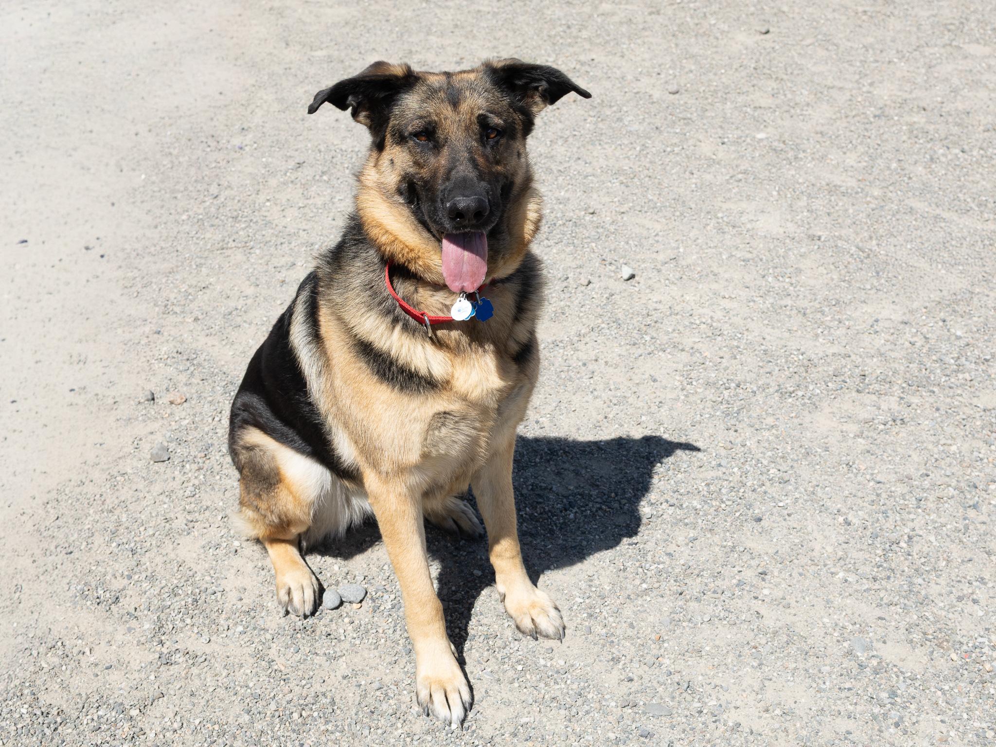 Jackie, a ADOPTABLE German Shepherd Dog in Republic, WA image 5/6