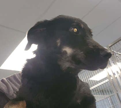 Keeta, Adoptable, Puppy Female Mixed Breed & Mixed Breed.