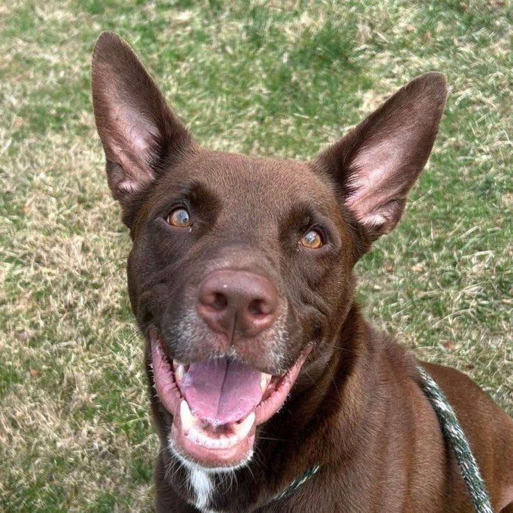 Enlarge Mako, a Adoptable Mixed Breed in Media, PA image 1/2