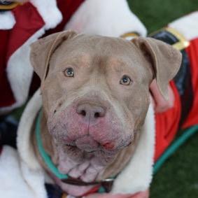 Alice, Adoptable, Adult Female Mixed Breed.