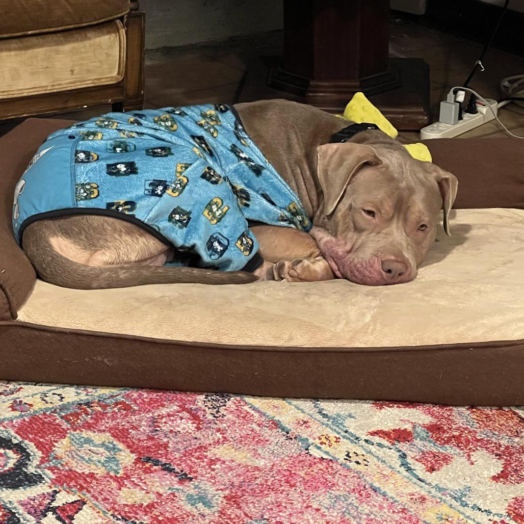 Enlarge Alice, a Adoptable Mixed Breed in Jersey City, NJ image 2/3