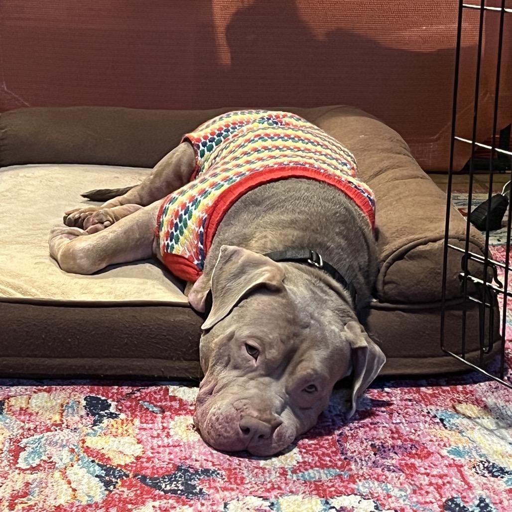 Enlarge Alice, a Adoptable Mixed Breed in Jersey City, NJ image 3/3