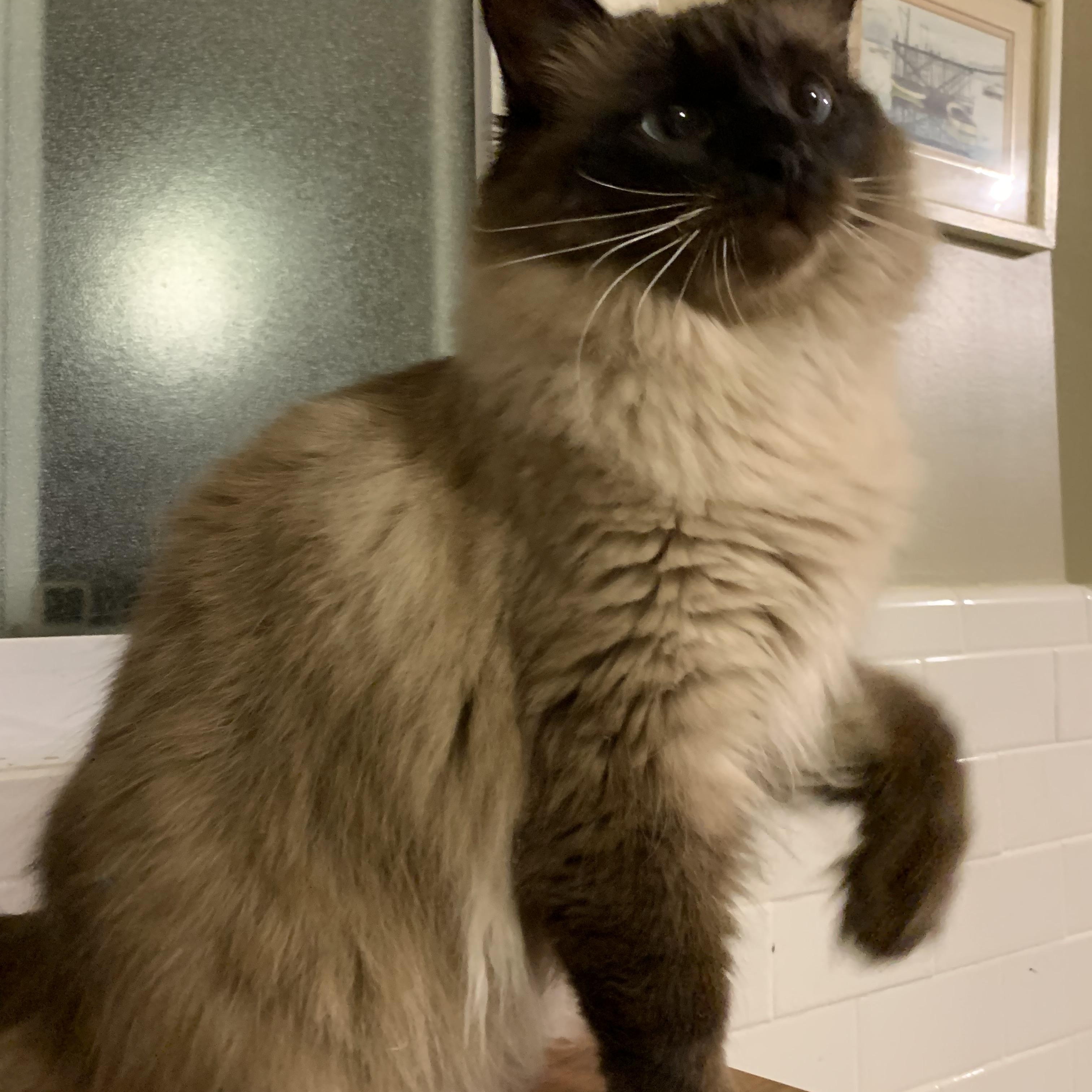 Cashew, a ADOPTABLE mixed breed in Shelby Township, MI image 3/6