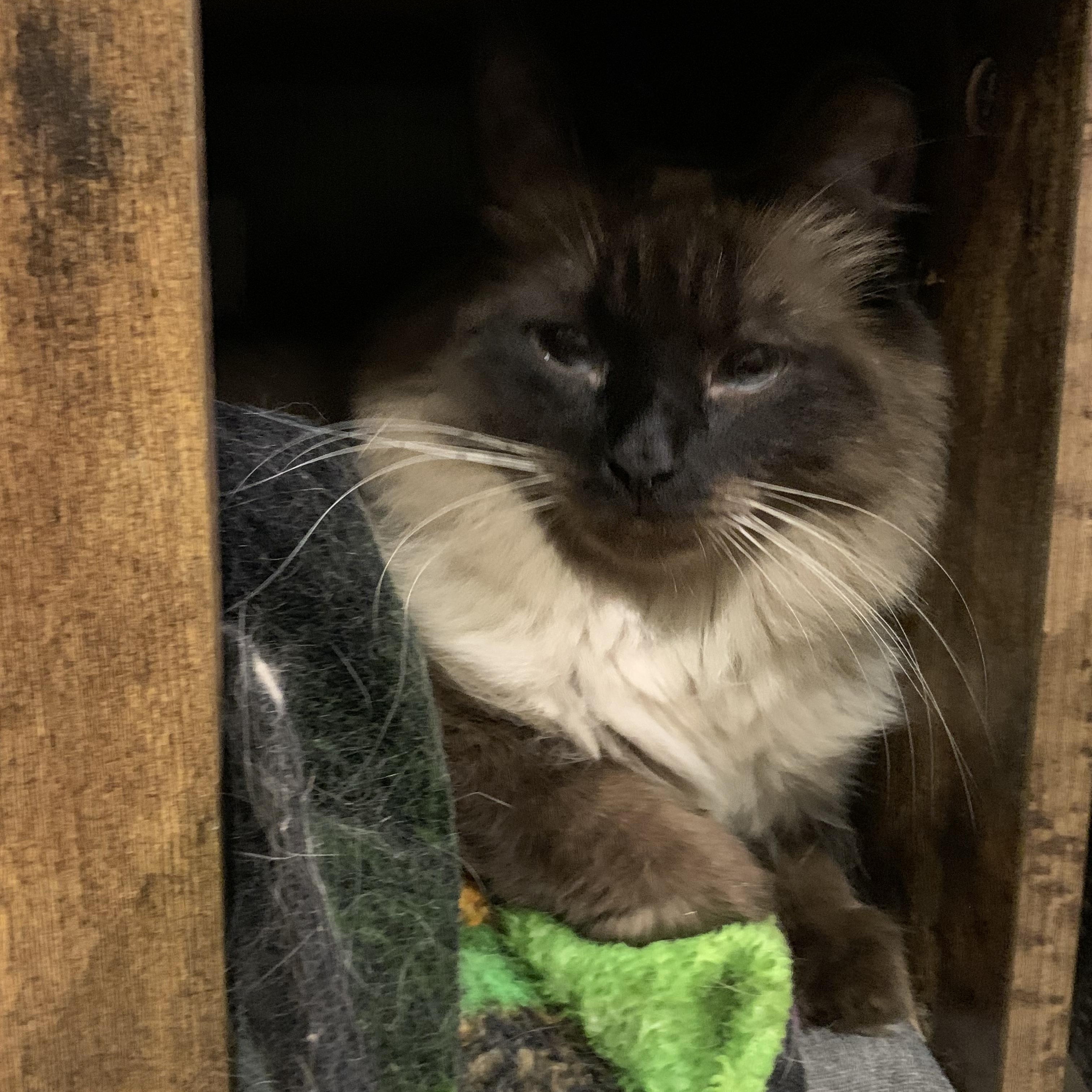 Cashew, a ADOPTABLE mixed breed in Shelby Township, MI image 2/6