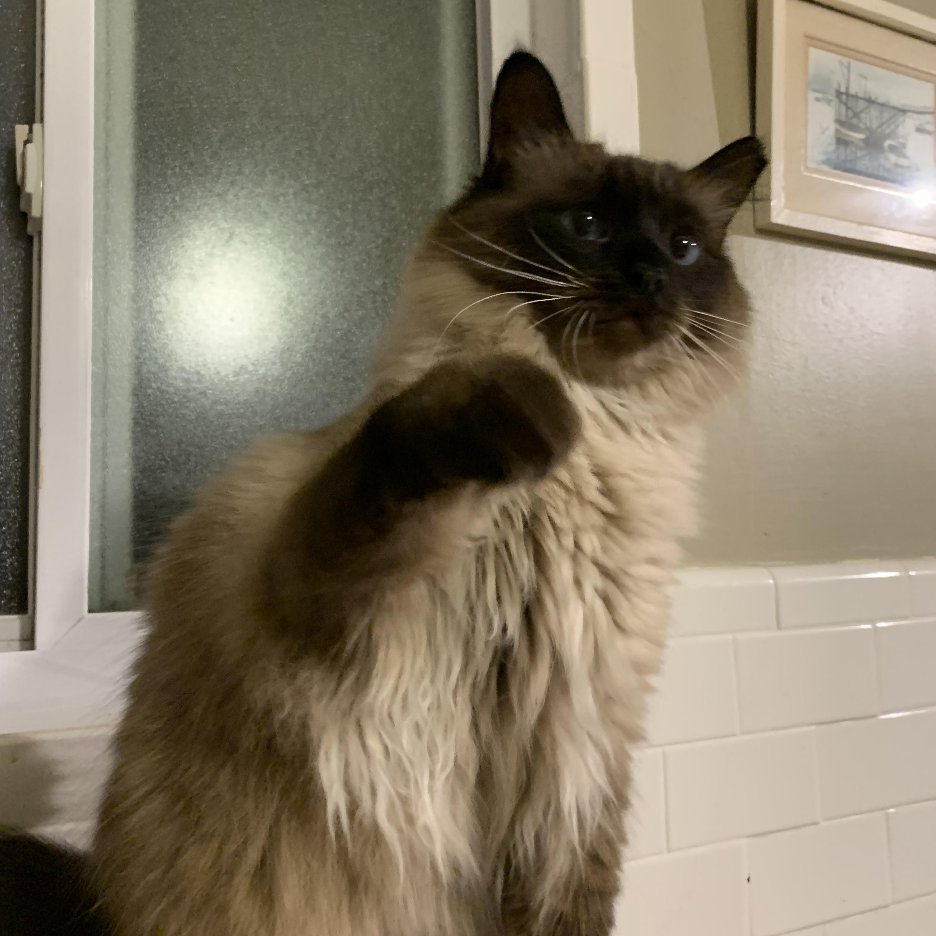 Cashew, ADOPTABLE, Adult Female Domestic Long Hair & Ragdoll.