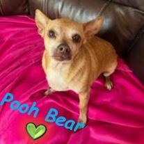 Enlarge Pooh Bear, a Adoptable Chihuahua in Palm Harbor, FL image 3/6