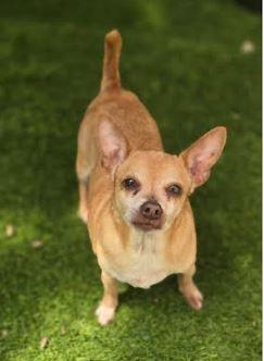 Enlarge Pooh Bear, a Adoptable Chihuahua in Palm Harbor, FL image 6/6
