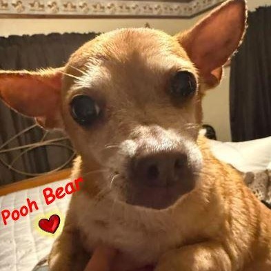 Enlarge Pooh Bear, a Adoptable Chihuahua in Palm Harbor, FL image 4/6