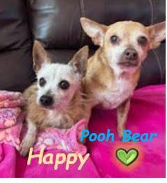 Enlarge Pooh Bear, a Adoptable Chihuahua in Palm Harbor, FL image 2/6