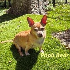 Enlarge Pooh Bear, a Adoptable Chihuahua in Palm Harbor, FL image 5/6