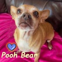 Pooh Bear, Adoptable, Senior Male Chihuahua.