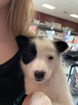 Sadie, ADOPTABLE, Puppy Female Cattle Dog & Shepherd.