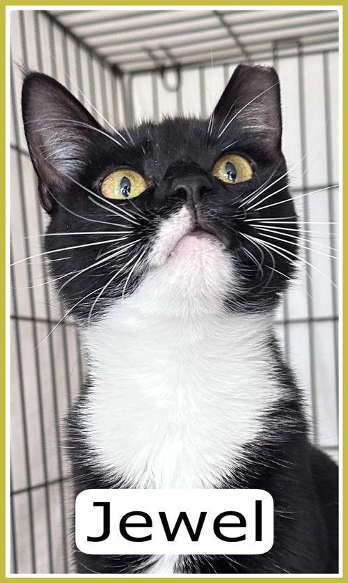 Jewel  Willow Grove thumbnail 3