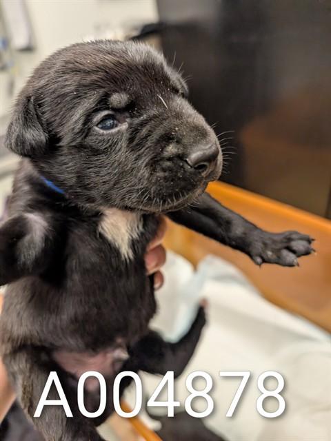Enlarge ADOPTION PENDING, a Adoptable mixed breed in Ontario, CA image 1/1