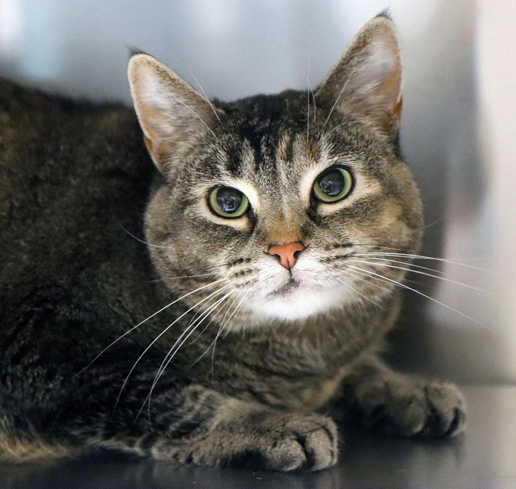 Pepper (AO35694), ADOPTABLE, Young Female Domestic Short Hair.