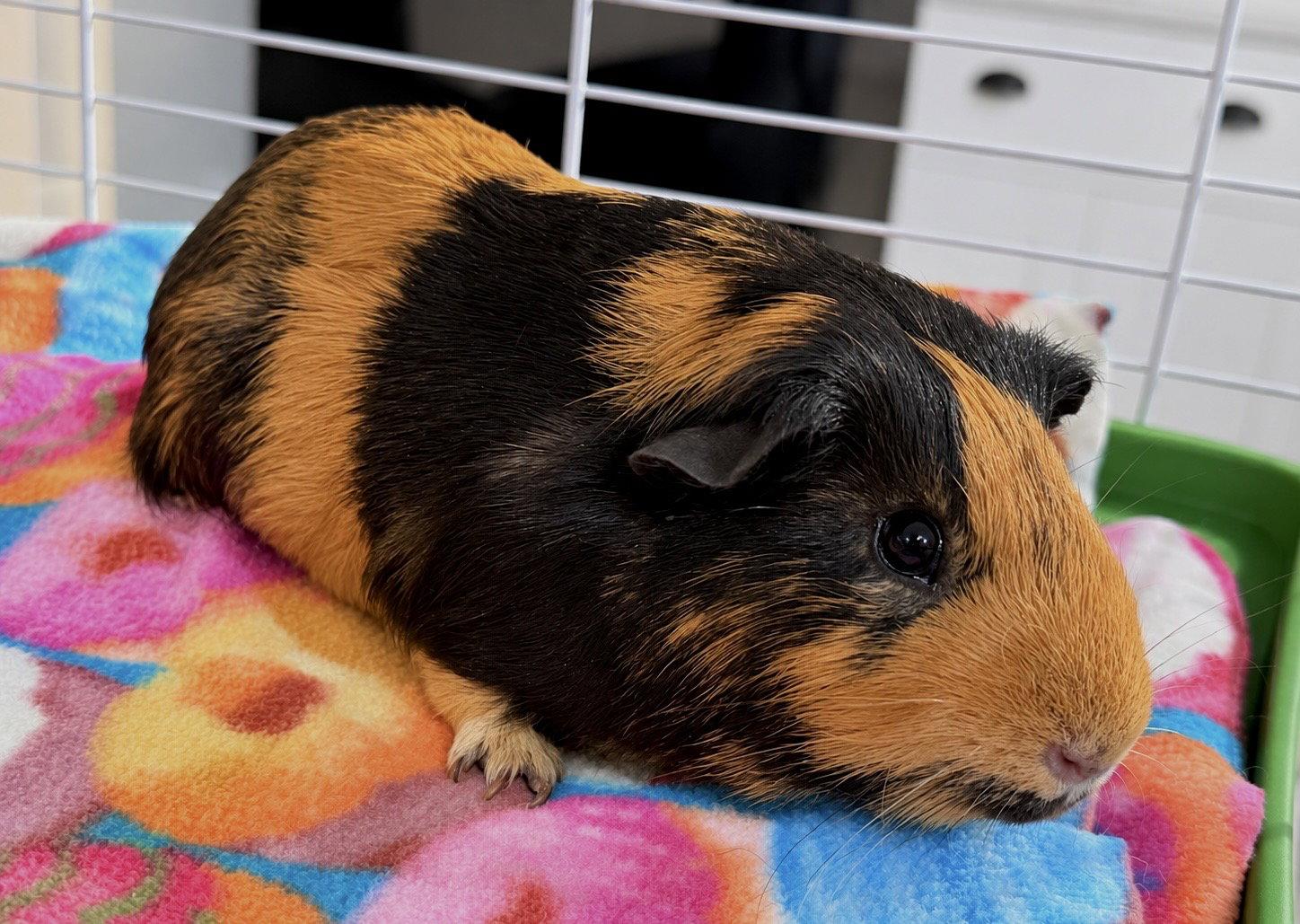 Ozzie (& Oliver), Adoptable, Adult Male Guinea Pig.