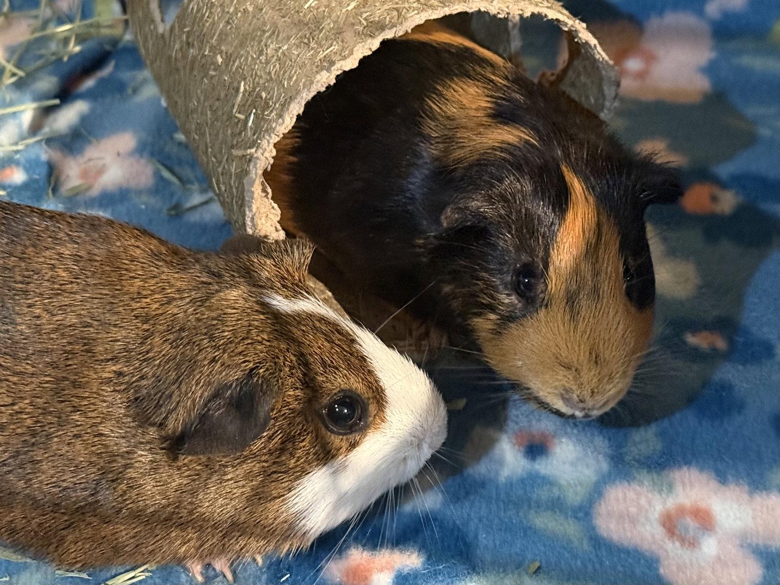 Enlarge Ozzie (& Oliver), a Adoptable Guinea Pig in Marshfield, WI image 2/2