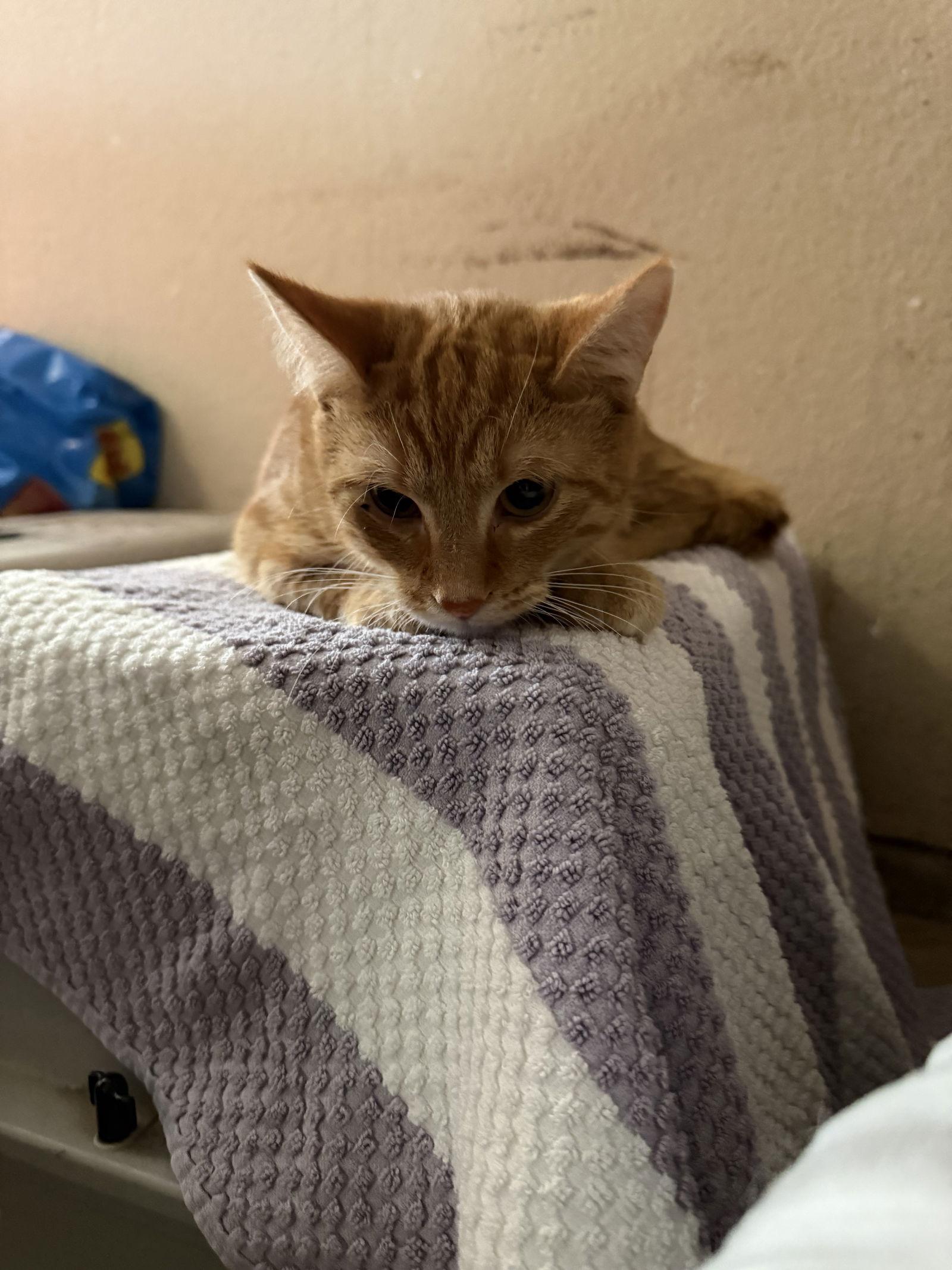 Rose, Adoptable, Young Female Domestic Short Hair.