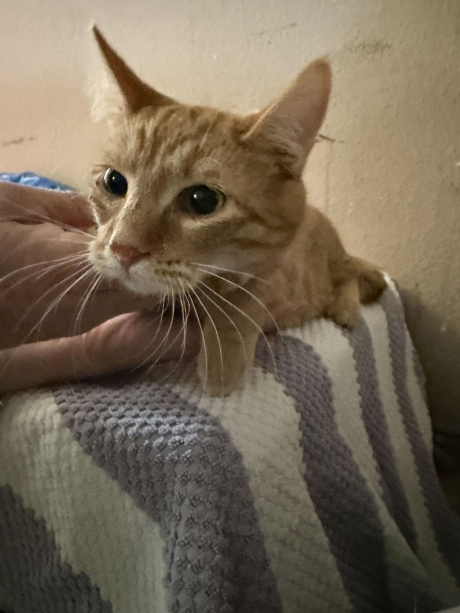 Enlarge Rose, a Adoptable Domestic Short Hair in Mesquite, TX image 2/3