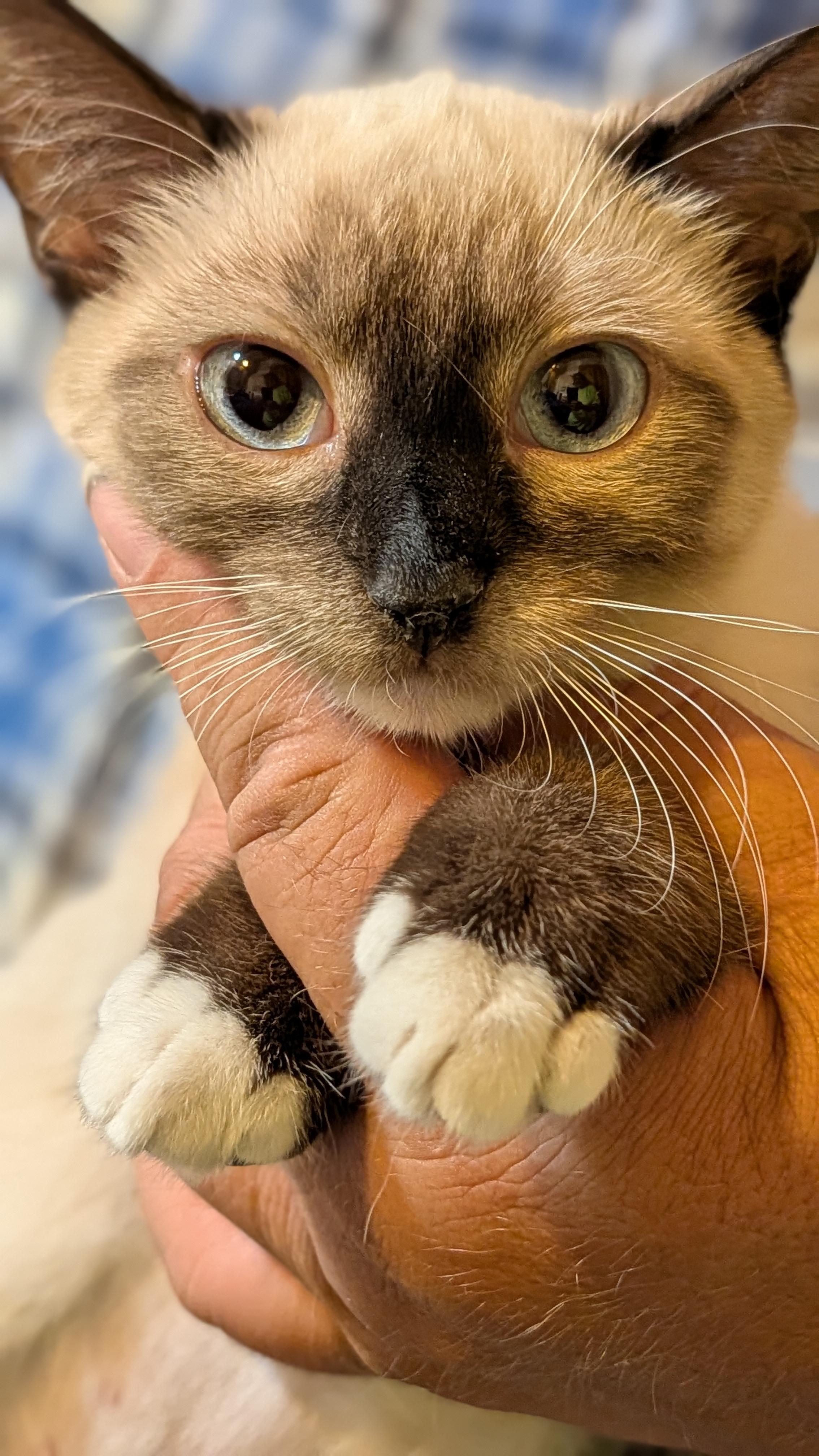 LIORA, a ADOPTABLE mixed breed in Pena Blanca, NM image 3/3