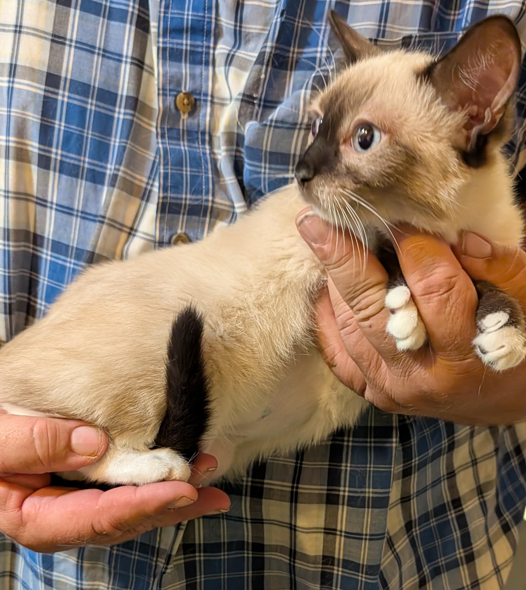 LIORA, a ADOPTABLE mixed breed in Pena Blanca, NM image 2/3