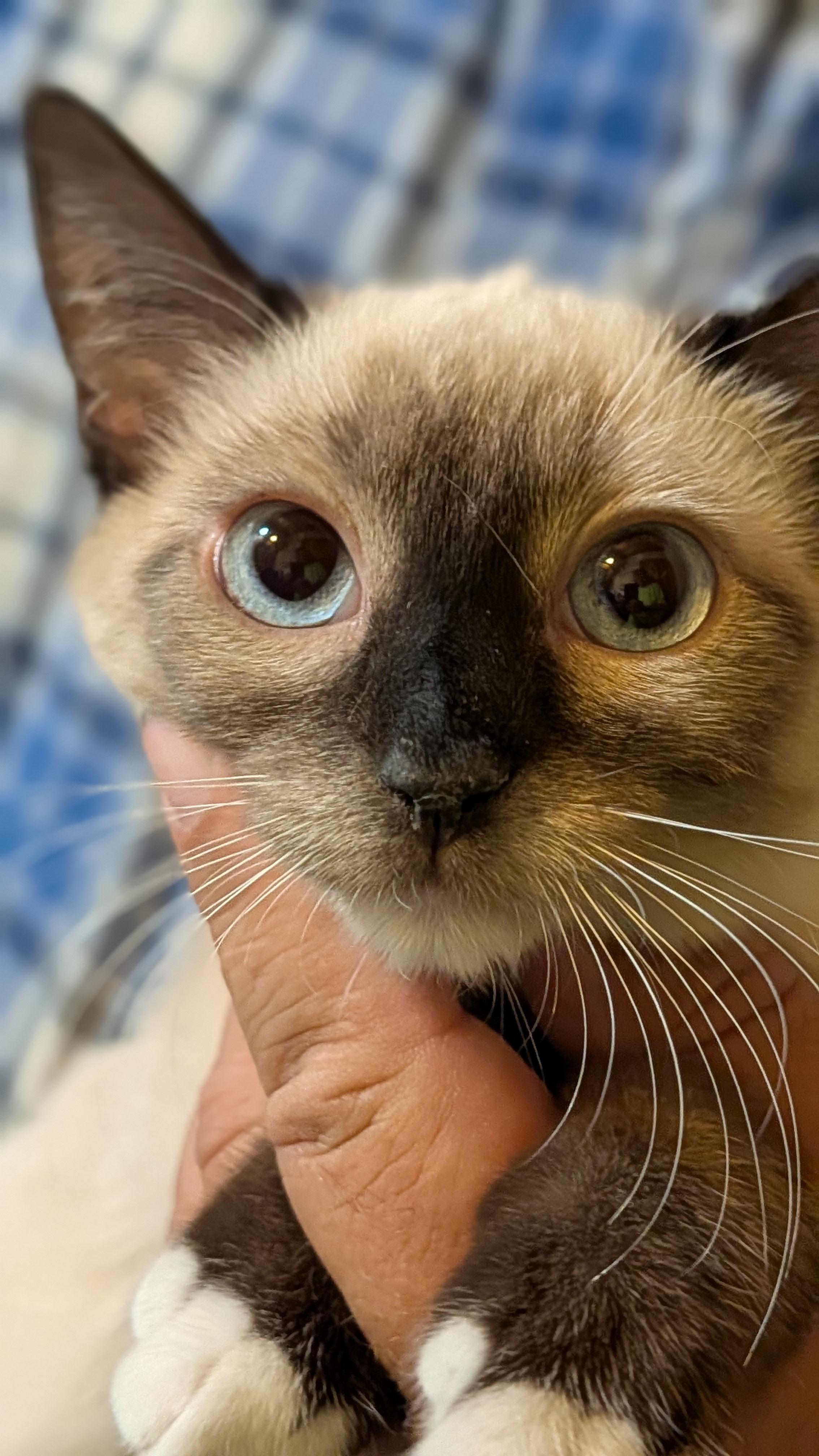 LIORA, ADOPTABLE, Young Female Siamese.