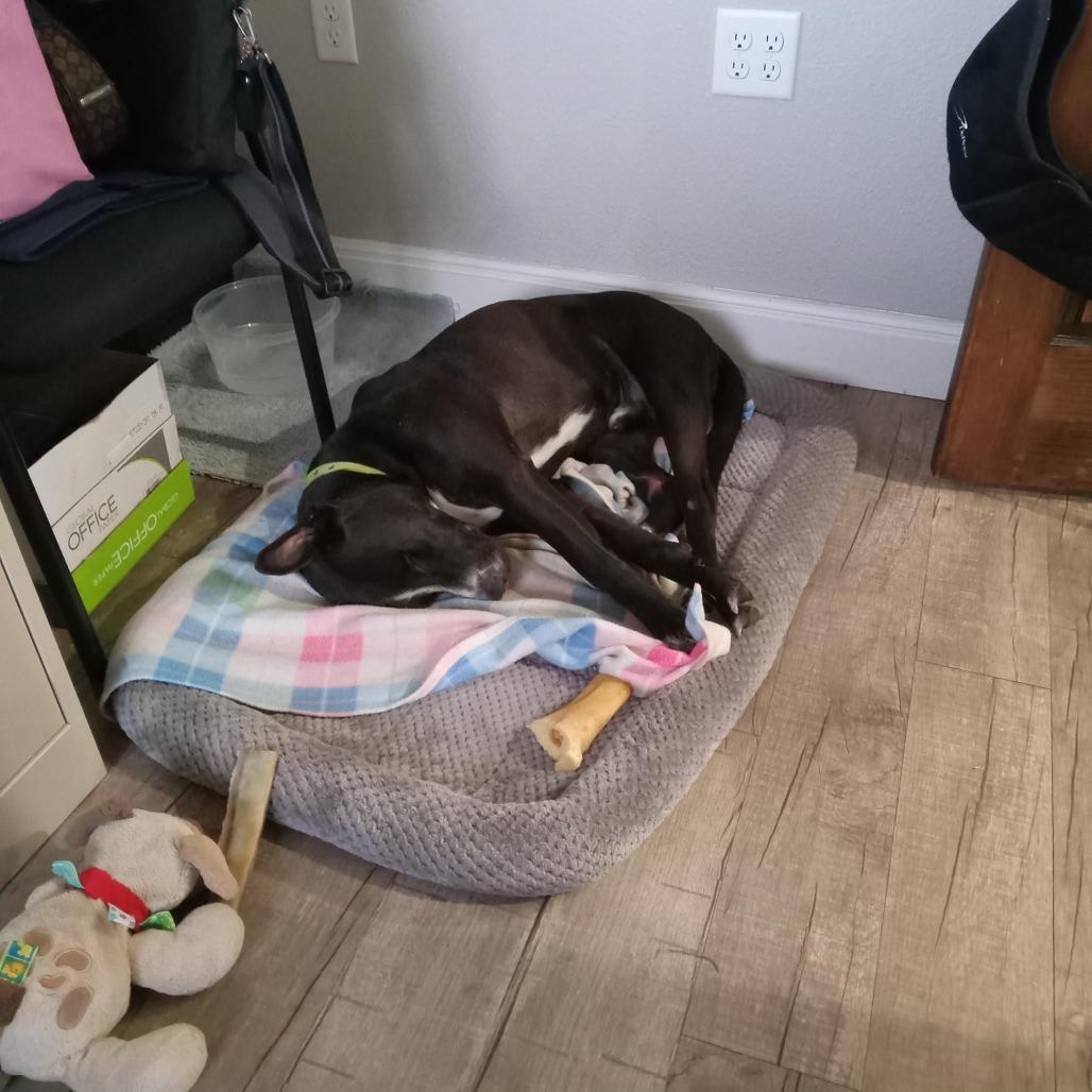 PJ, a Adoptable mixed breed in Wadena, MN image 1/6