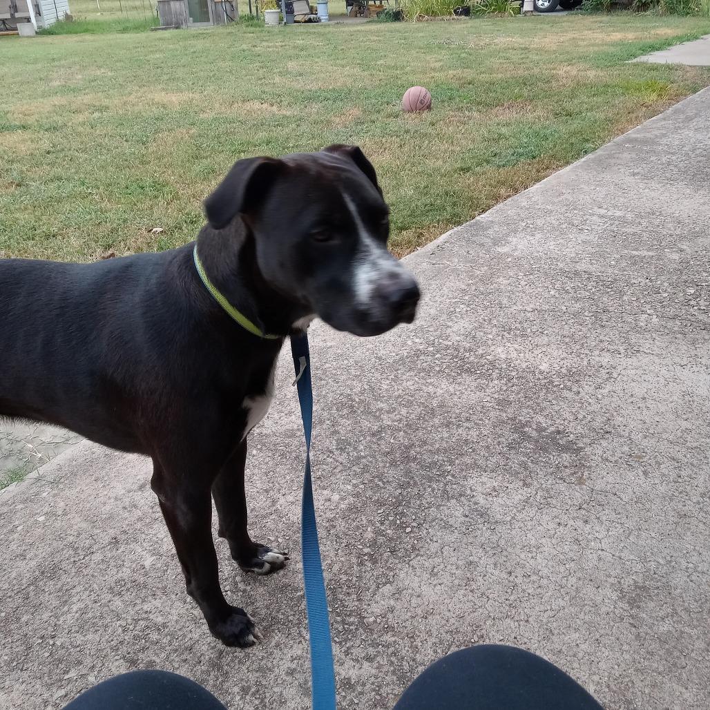 PJ, a Adoptable mixed breed in Wadena, MN image 2/6